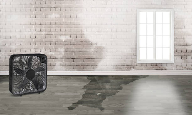 Best Water damage cleanup near me  in Prosser, WA